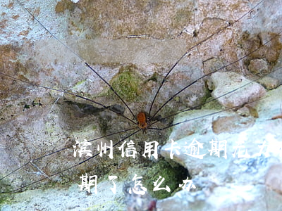 滨州信用卡逾期无力偿还最坏结果(信用卡 逾期了怎么办)