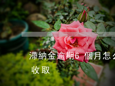 滯納金逾期6個月怎么辦 滯納金逾期后怎么收取