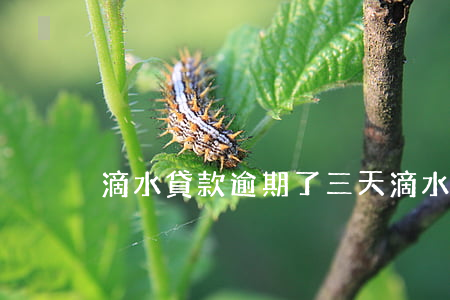 滴水貸款逾期了三天(滴水貸申請中五天了)
