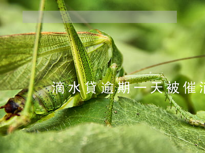 滴水貸逾期一天被催(滴水貸逾期一天被催)