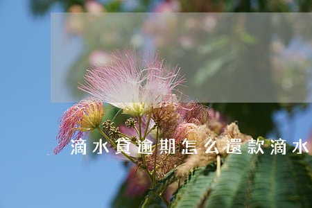 滴水貸逾期怎么還款(滴水貸逾期一天被催)