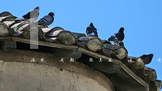 滴水貸逾期還款怎么辦(滴水貸逾期一天被催)
