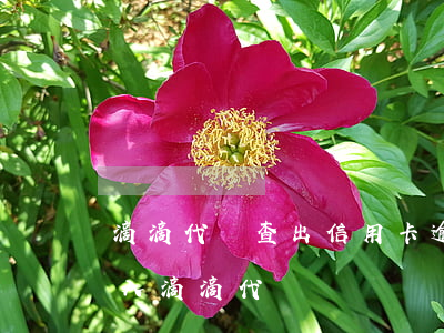 滴滴代駕查出信用卡逾期(因為征信逾期而加入滴滴代駕)