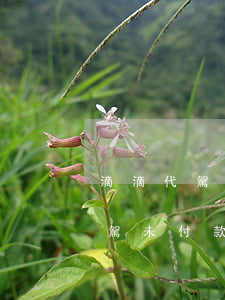 滴滴代駕的逾期訂單報酬怎么填寫-滴滴代駕未付款會影響征信嗎