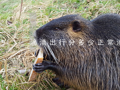 滴滴出行分多少正常(滴滴總分多少)