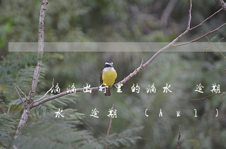 滴滴出行里的滴水貸逾期了怎么辦-滴滴滴水貸逾期會(huì)怎么樣