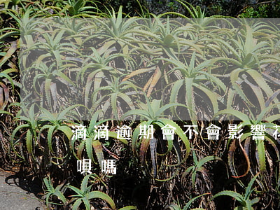 滴滴逾期會不會影響花唄(滴滴不還會影響花唄嗎)