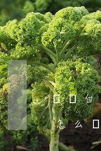 滿幫白條預(yù)付卡逾期拉黑 滿幫白條怎么還