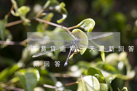 滿易貸逾期一天最新回答 滿易貸逾期一天最新回答