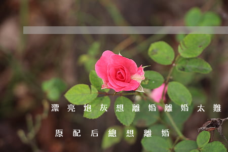 漂亮炮灰想離婚(離婚,太難了(原名:穿成炮灰原配后總想離婚))