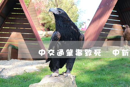 漢中交通肇事致死(漢中新集車禍)