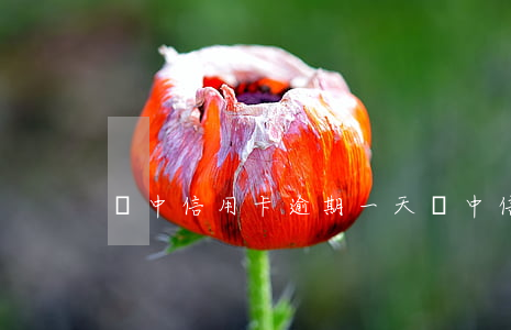 漢中信用卡逾期一天（漢中信用卡逾期）