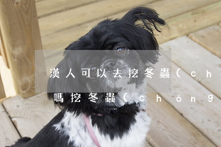 漢人可以去挖冬蟲(chóng)夏草違法嗎(挖冬蟲(chóng)夏草外地人可以去挖嗎)