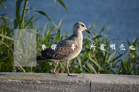 漢卓律師事務所霍明亮(北京漢卓律師事務所)