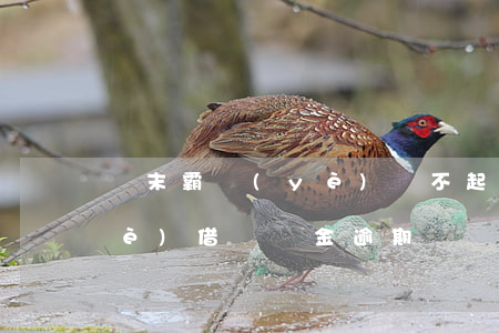 漢末霸業(yè)還不起貸款(漢末霸業(yè)借貸資金逾期)