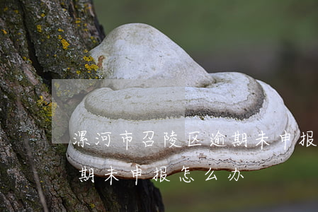 漯河市召陵区逾期未申报纳税咋办-纳税逾期未申报怎么办