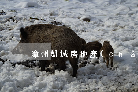 漳州凱城房地產(chǎn)房子逾期交房