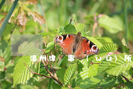 漳州律師事務(wù)所哪家好(漳州市律師)