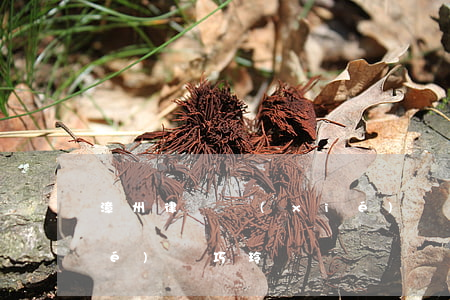 漳州律師協(xié)會(漳州律師協(xié)會巧玲)