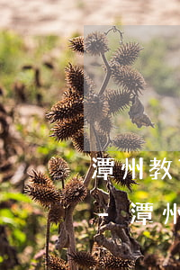 潭州教育和分期樂(lè)合作逾期怎么辦-潭州教育與分期樂(lè)有合作嗎