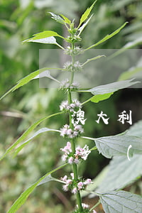 澳大利亞 旅游簽證(澳大利亞旅游簽證有效期多長(zhǎng)時(shí)間)