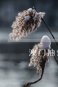 澳门抽烟罚款滞纳金标准及计算方法全解析