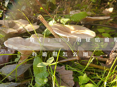 濟(jì)南征信逾期可以貸款嗎(貸款征信有逾期怎么辦)