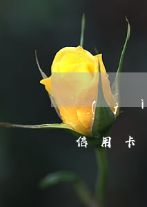 濟(jì)寧有處理信用卡逾期的嗎(不小心信用卡逾期)