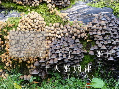 濟(jì)寧離婚律師哪個最好(濟(jì)寧十大婚姻律師)
