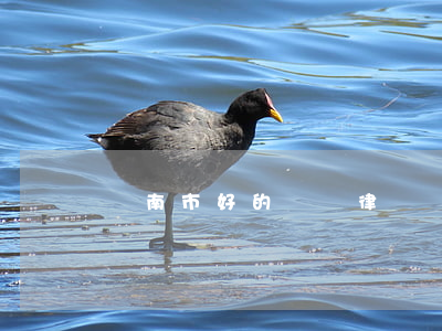 濟南市好的債務律師(濟南市好的債務律師)
