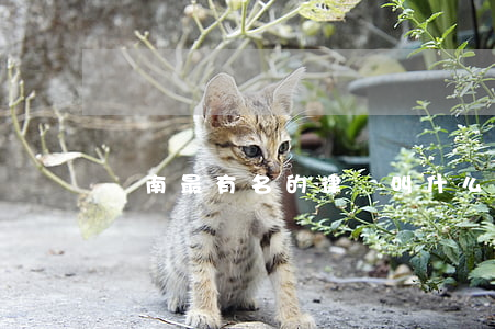 濟南最有名的律師叫什么名字(濟南十大名律師)