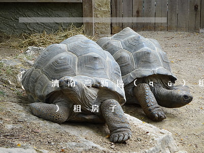 濟南高新區(qū)租房(濟南高新區(qū)租房子)