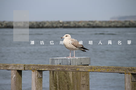 濰坊信用卡逾期人員名單