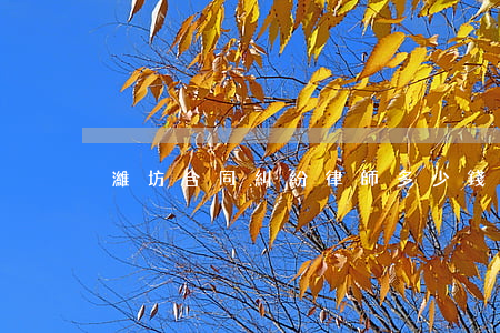 濰坊合同糾紛律師多少錢