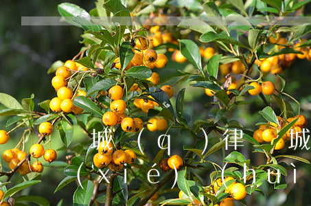 濱城區(qū)律師(濱城區(qū)律師協(xié)會(huì))