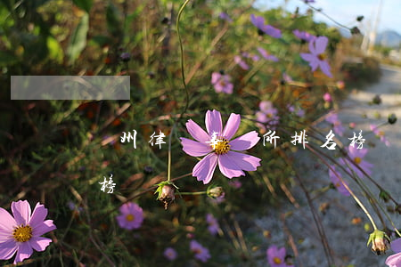 濱州律師事務所排名榜(濱州律師事務所排名榜)