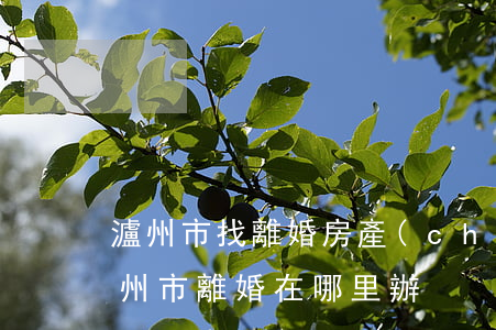 瀘州市找離婚房產(chǎn)糾紛律師(瀘州市離婚在哪里辦)