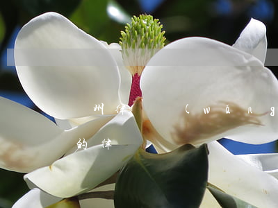 瀘州律師網(wǎng)排名(瀘州排名前十的律師)