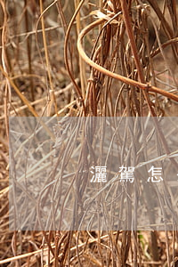 灑駕怎么處罰2017(灑駕怎么處罰)