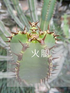 火腿腸過期多久還能吃