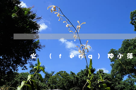 火風(fēng)仲小萍離婚原因