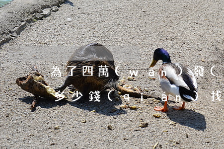 為了四萬(wàn)發(fā)一份律師函多少錢(qián)(找律師發(fā)函要多少錢(qián))