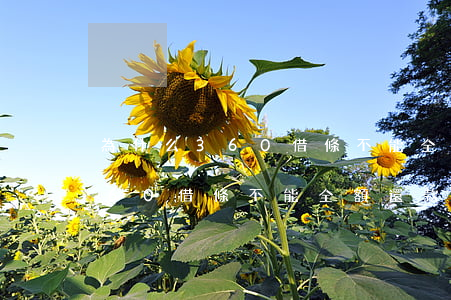 為什么360借條不能全額還款-為什么360借條不能全額還款了