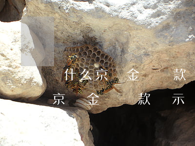 為什么京東金條還款顯示變棕色了-為什么京東金條還款顯示變棕色了呢