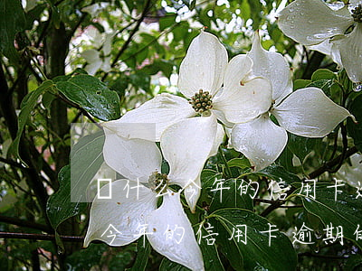 為什么今年的信用卡逾期的人很多-為什么今年的信用卡逾期的人很多呢