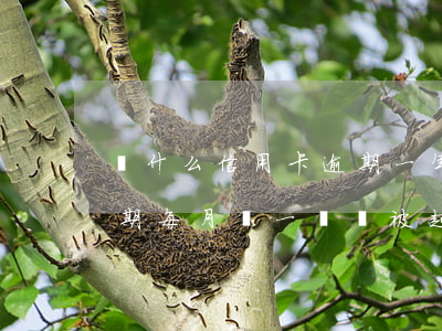 為什么信用卡逾期一年了,還不起訴（信用卡逾期每月還一點會被起訴）