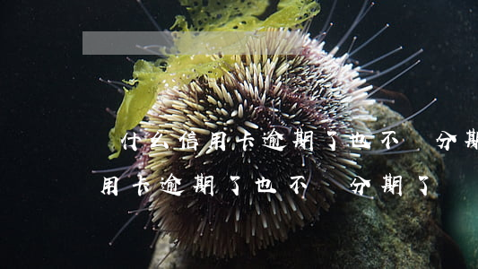 為什么信用卡逾期了也不辦分期-為什么信用卡逾期了也不辦分期了