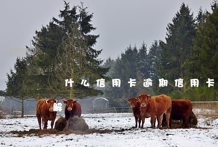 為什么信用卡逾期（信用卡逾期受限制了怎么解決）