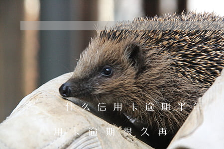 為什么信用卡逾期半年錢還了怎么還能用（信用卡逾期很久再還錢）