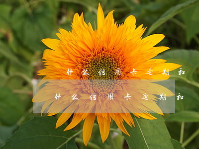 為什么信用卡逾期和銀行協(xié)商(為什么信用卡逾期和銀行協(xié)商不成功)
